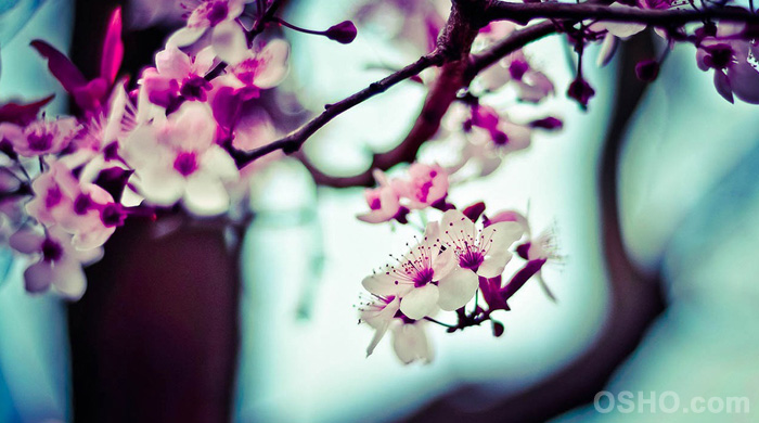 Femininity