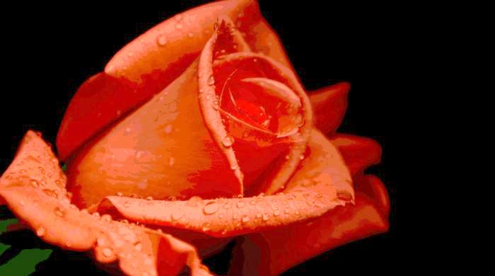 OSHO Mystic Rose