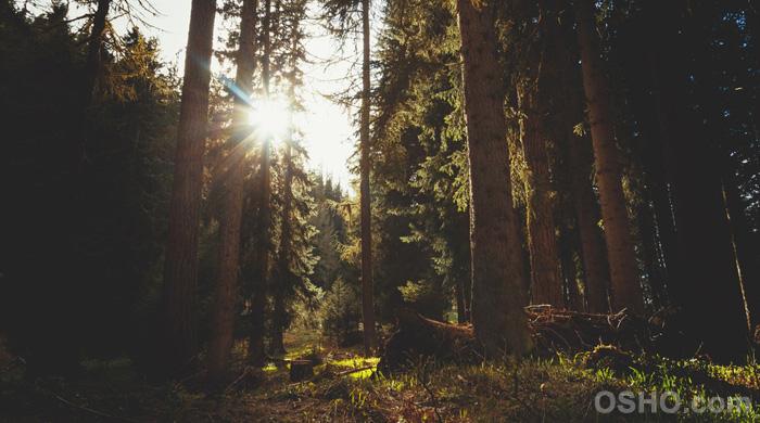 Osho Quotes on Mindfulness