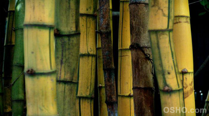 Be a Hollow Bamboo