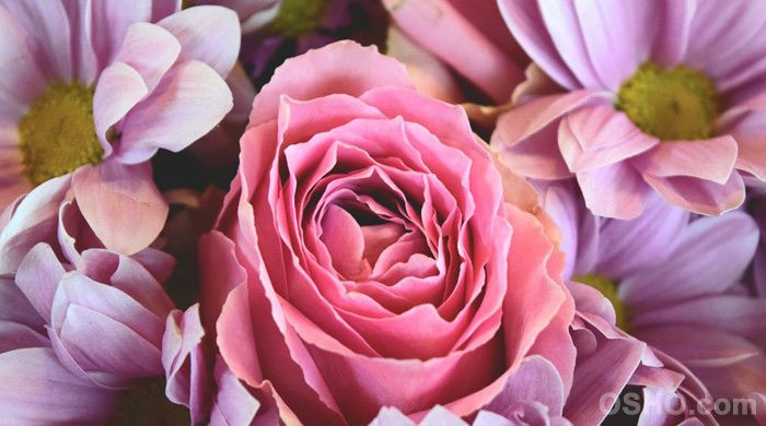 The Strength of a Rose