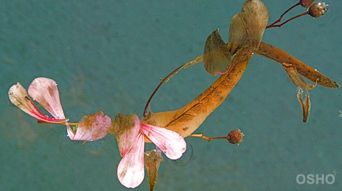 Thorns and Roses