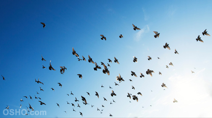 Flight Needs Two Wings