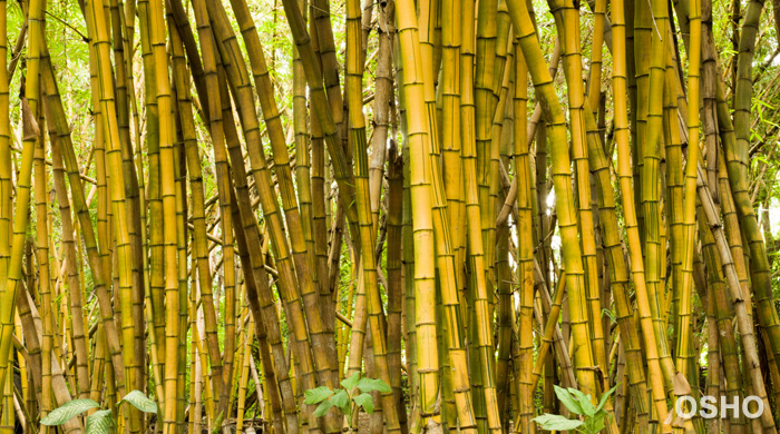 Hollow Bamboo