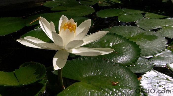 LET LOVE BE YOUR PRAYER (Part 11)