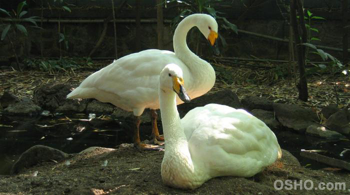 Compassion: The Universal Panacea
