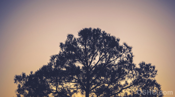Receptivity