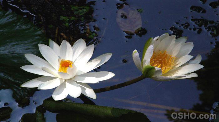 LET LOVE BE YOUR PRAYER (Part 12)