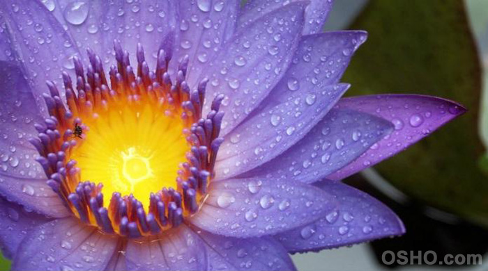 Protection of Joy