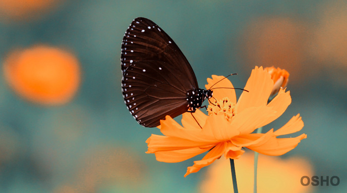 Meditation is Flowering