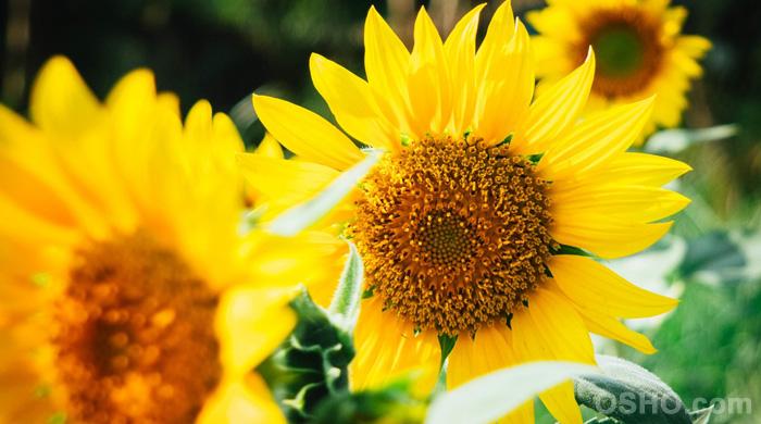 Osho Quotes on Happiness