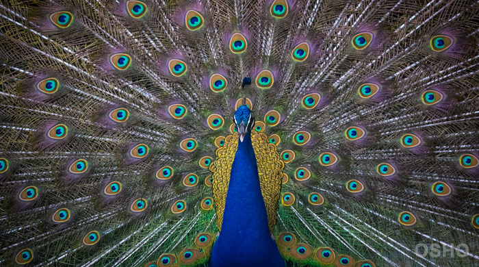 The Inner Critic