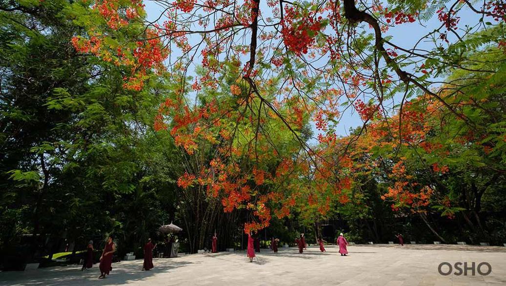 10 Meditation Resort WAM Details